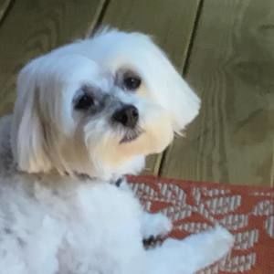 Meet your Posher, Penny